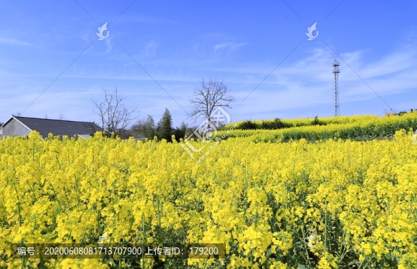 油菜花P