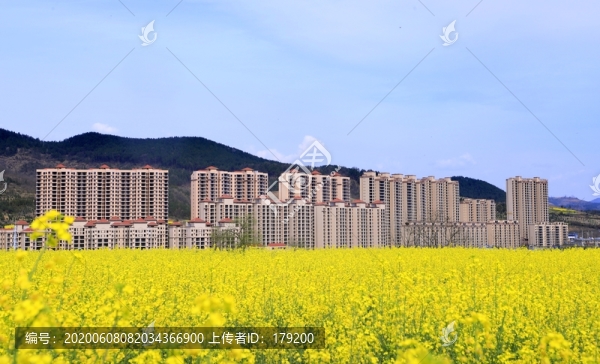 油菜花DW