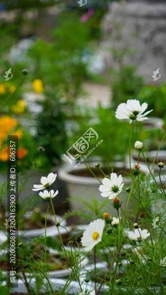 格桑花