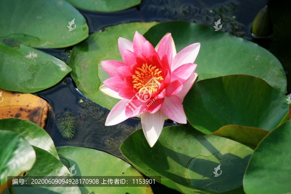 睡蓮