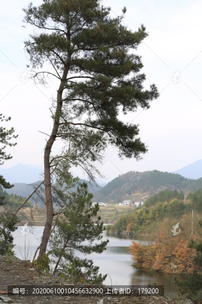 龍湖油菜CE