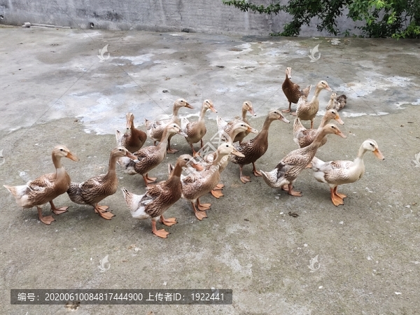 放養(yǎng)鴨子