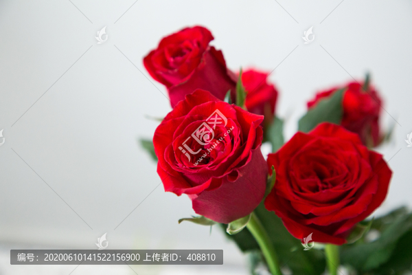 花瓶里的玫瑰花