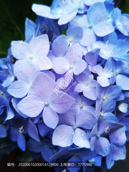 繡球花