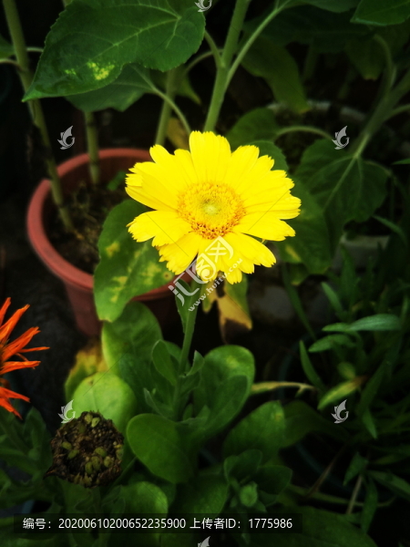 金雞菊