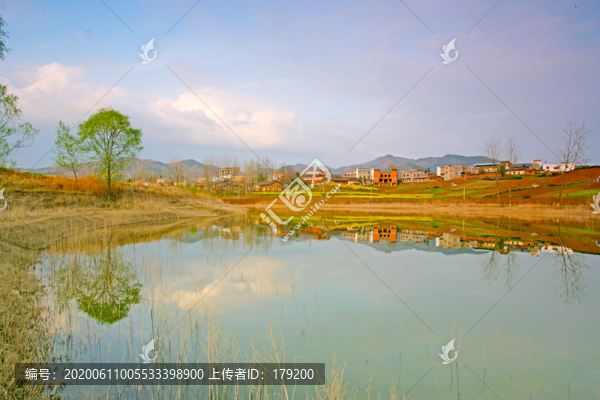 湖北油菜CG