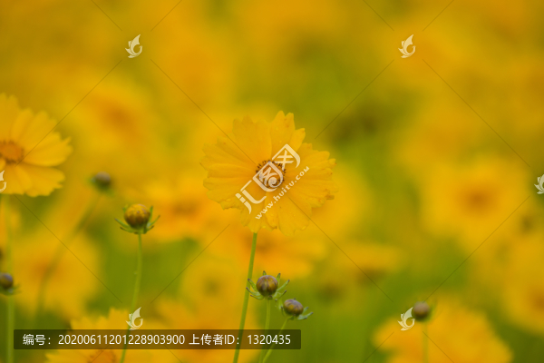 金雞菊
