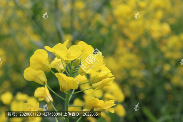春日油菜花海