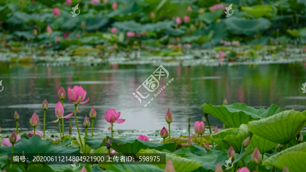 荷花