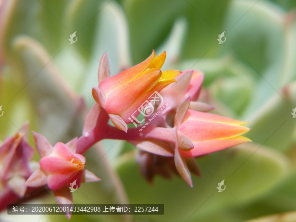 女王花笠
