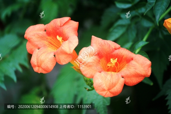 凌霄花