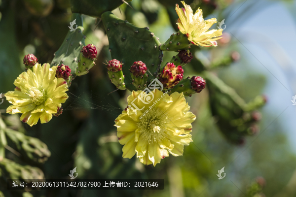 開花的仙人掌與花蕾