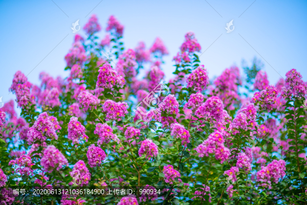 紫薇花