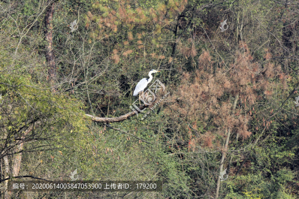 龍湖候鳥RU