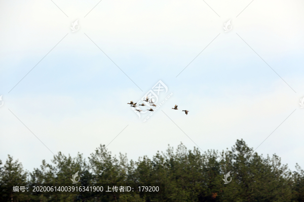 龍湖候鳥(niǎo)LY
