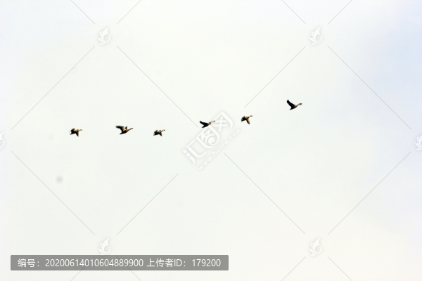 龍湖候鳥(niǎo)PU