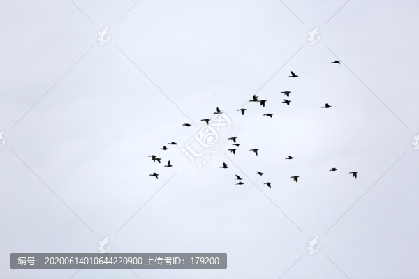 龍湖候鳥DO