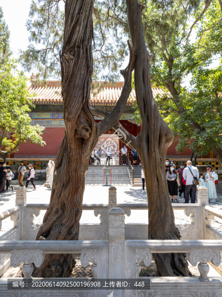 北京故宮連理樹