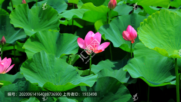 荷花