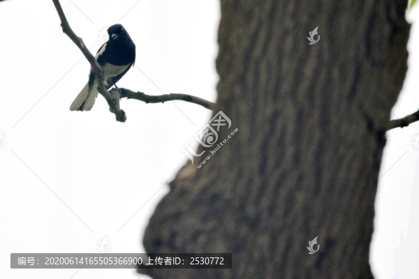 鵲鴝