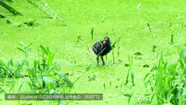 黑水雞