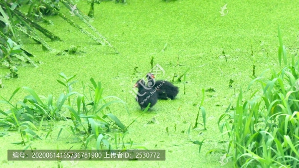 黑水雞