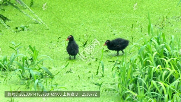 黑水雞