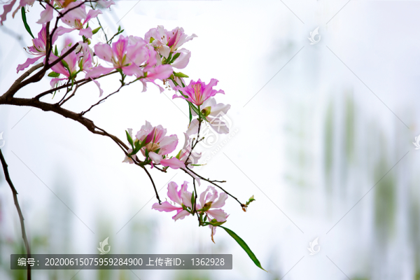 紫荊花