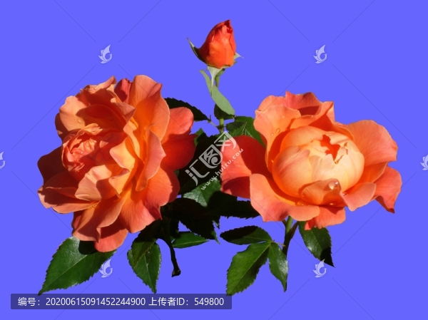 橙色月季花