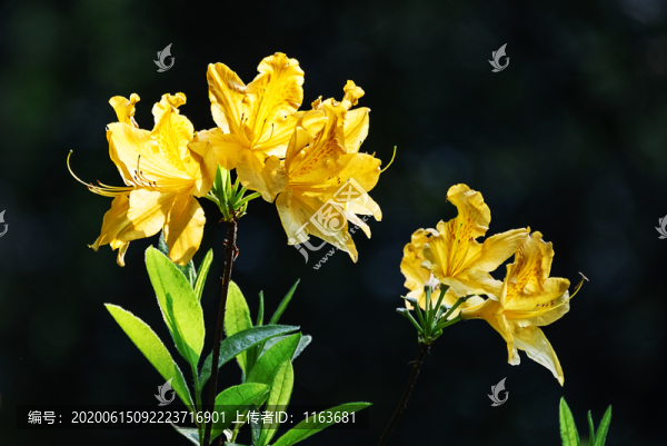 杜鵑花