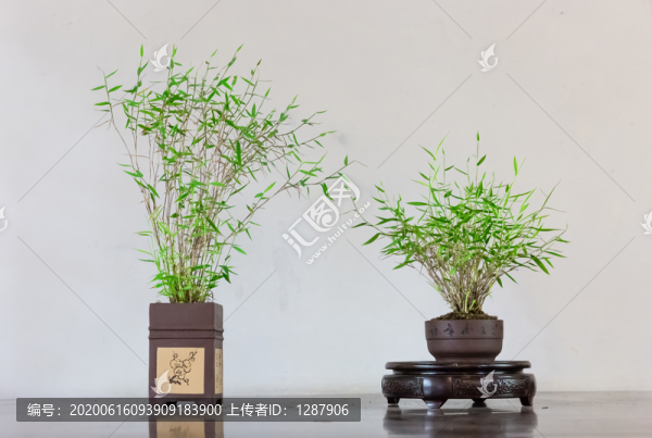 盆栽盆景