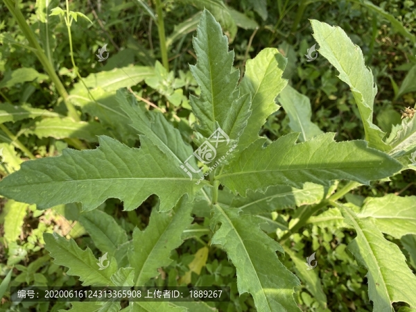 刺兒菜