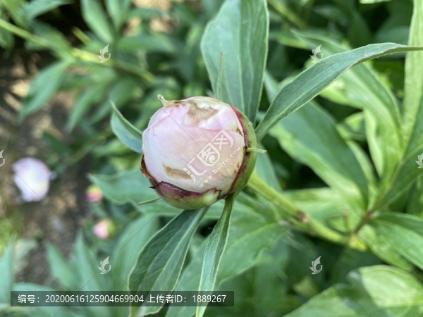 芍藥