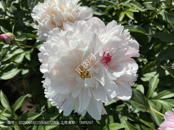 芍藥花
