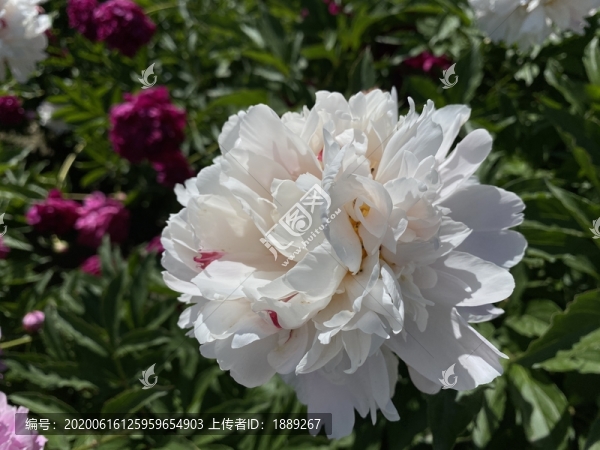 芍藥花