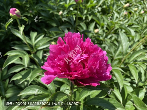 芍藥花