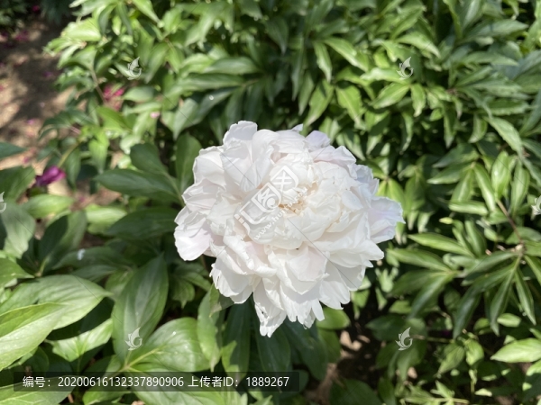 芍藥花