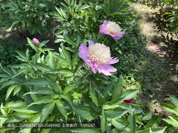 芍藥