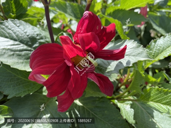 大麗花