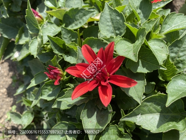 東洋菊