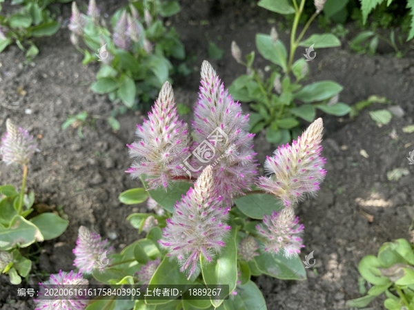 澳洲狐尾
