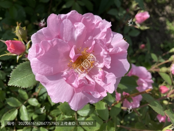月季花