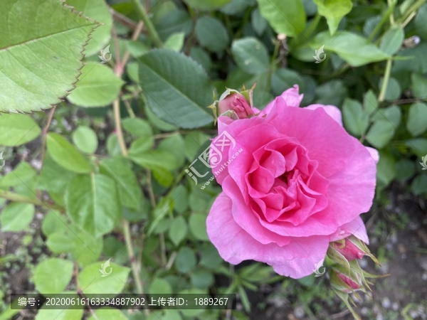 月季花