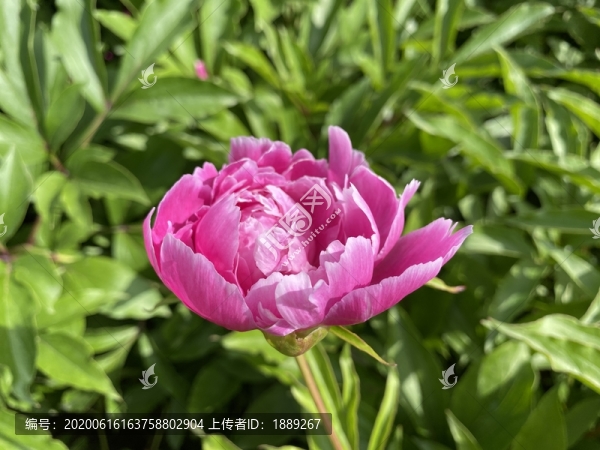 芍藥