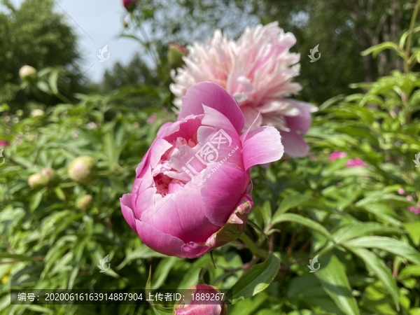 芍藥