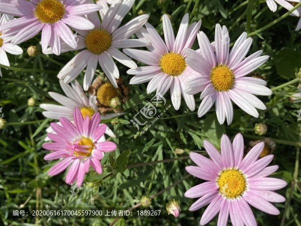 木春菊
