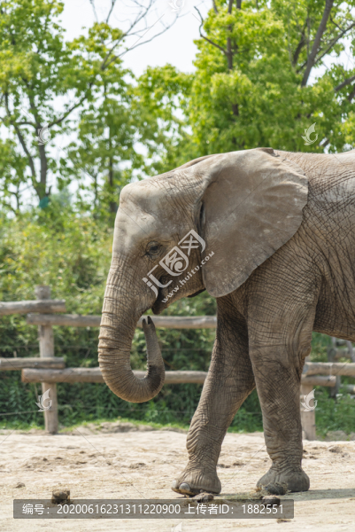 野生動(dòng)物園的一只大象
