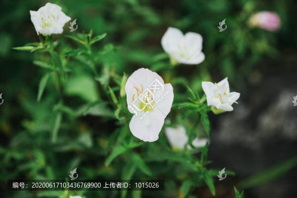 月見花