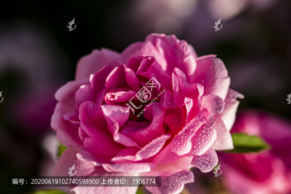 盛開的玫瑰花