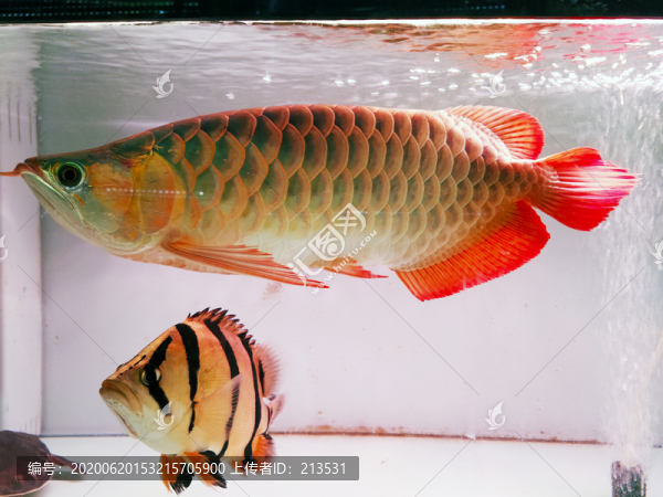 金龍魚
